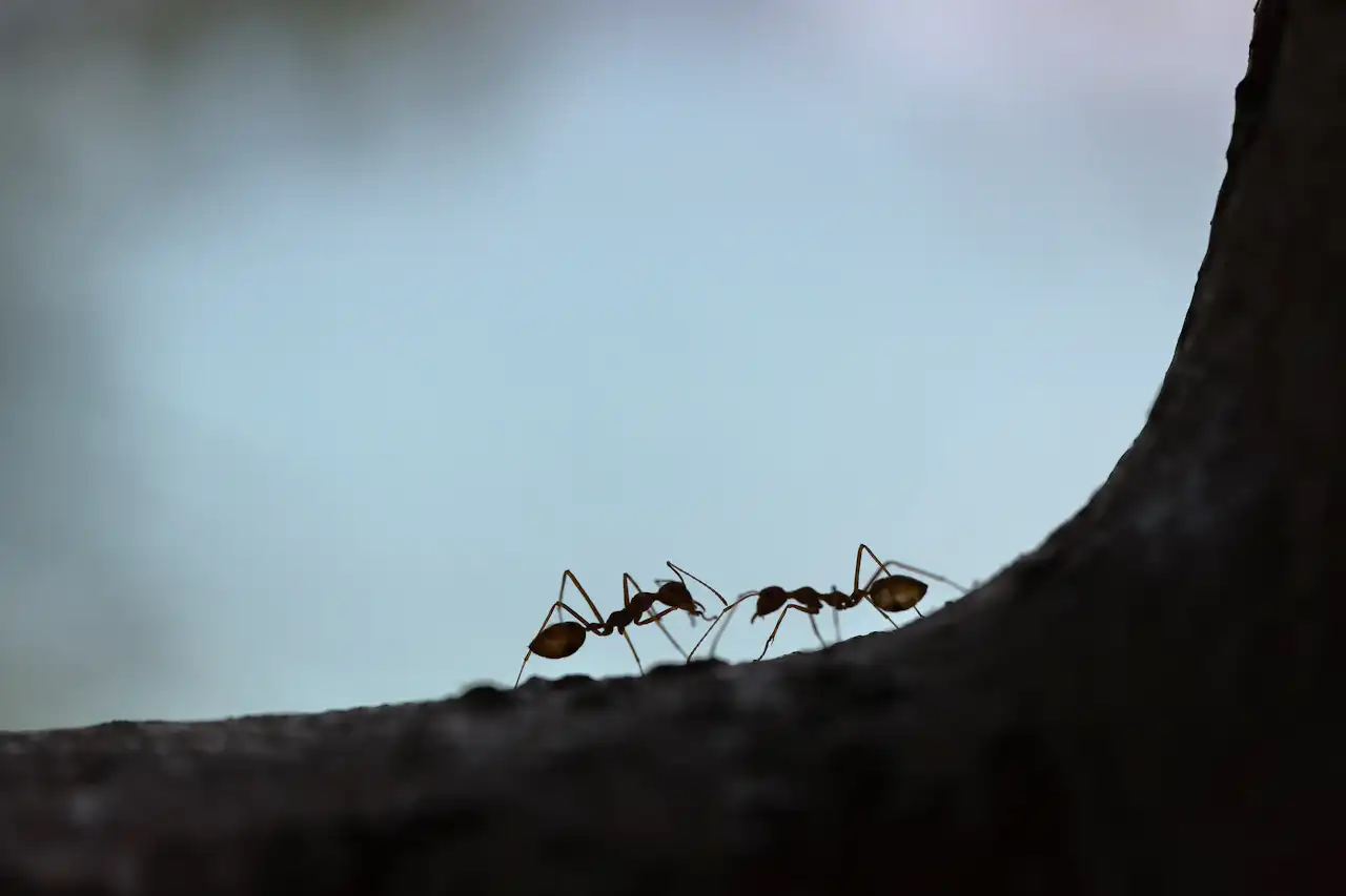 Flying Ants or Termites? How to Tell Before It's Too Late
