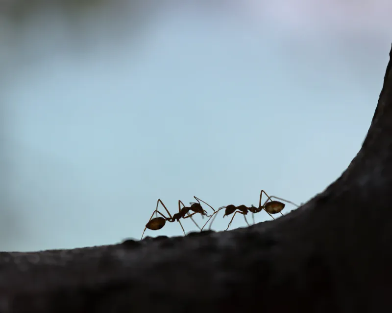 Ant Control