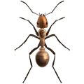 مكافحة النمل