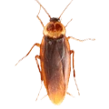 Cockroach Control