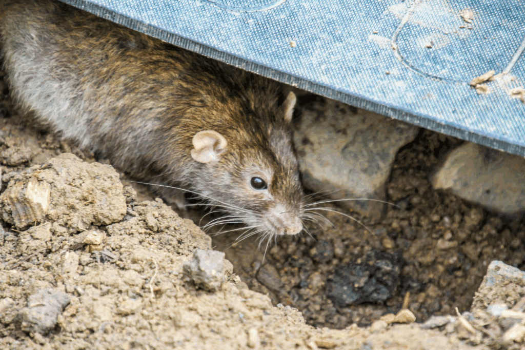 How Dubai’s Construction Boom Is Causing a Rise in Rodent Infestations