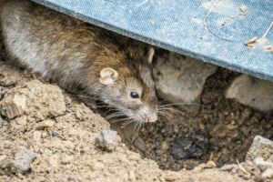 How Dubai’s Construction Boom Is Causing a Rise in Rodent Infestations